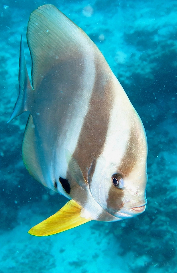 IMG_1254rf_Maldives_Madoogali_Plongee 13_Maaya thila_Platax  ou poule d'esu_Platax orbicularisjpg.jpg